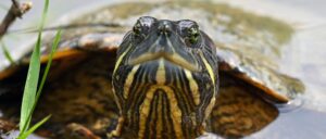 man-charged-with-smuggling-protected-turtles-as-cookies
