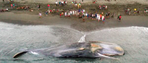 50,000-pound-whale-found-dead,-beached-in-florida