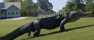 ‘hand-is-gone!’:-man-loses-hand-to-huge-alligator-while-fishing