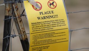 new-mexico-man-dies-of-bubonic-plague