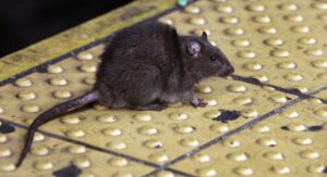 new-orleans-police-battling-drug-fueled-rats-in-headquarters-–-washington-examiner
