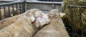 man-pleads-guilty-to-illegal-effort-‘to-create-giant-hybrid-sheep,’-doj-says