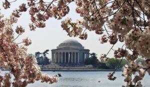 more-than-100-cherry-blossom-trees-to-be-removed-from-tidal-basin-–-washington-examiner