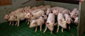 kansas-agrees-to-$1-million-settlement-for-death-of-7-year-old,-whose-body-was-fed-to-pigs