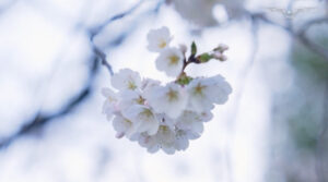 warmer-weather-changes-cherry-blossom-peak-bloom-date-–-washington-examiner