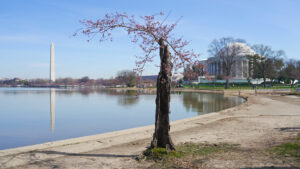 dc-cherry-blossoms:-saying-goodbye-to-stumpy,-the-tree-that-will-not-die-–-washington-examiner