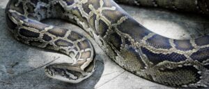 researchers-discover-7-foot-wide,-500-pound-pile-of-pythons