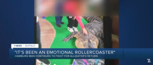 new-york-man-reportedly-feels-mistreated-following-seizure-of-his-750-pound-pet-alligator