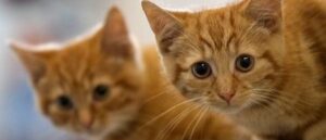 ‘i’m-going-to-kill-you-bitch’:-argument-over-cats-ends-with-man-allegedly-shooting-roommate-10-times