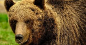 europe-is-struggling-to-coexist-with-wild-bears