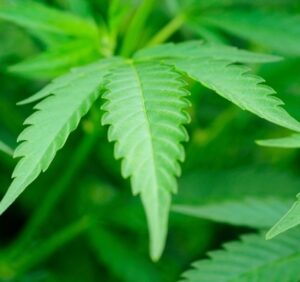 marijuana-legalization:-‘do-not-under-resource-those-regulators’-–-washington-examiner