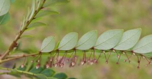 the-feds-are-trying-to-get-plants-to-mine-metal-through-their-roots