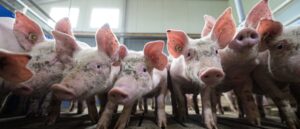 human-receives-first-transplant-of-‘genetically-edited-pig-kidney’