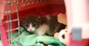 the-us-is-about-to-drown-in-a-sea-of-kittens