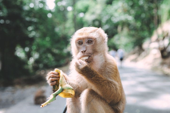 the-louder-the-monkey,-the-smaller-its-testicles,-study-finds