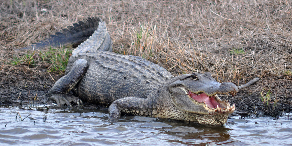 large-alligator-found-‘patiently-waiting’-for-louisiana-dollar-store-to-open