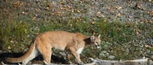 mountain-lion-attacks-and-kills-man,-injures-brother