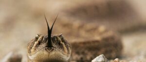 residents-allegedly-froze-puppies-to-feed-pet-snakes,-police-say