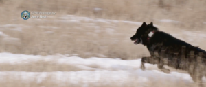city-dwellers-voted-to-release-wolves-into-colorado-…-now-their-gps-trackers-are-failing