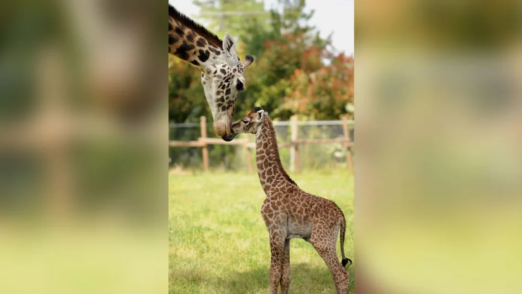 the-rare-giraffe-born-without-spots-now-has-a-name