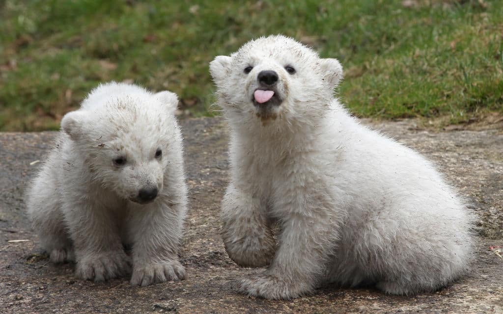 ‘just-don’t-lick-the-taxidermy’:-fighting-over-arsenic-found-at-south-dakota’s-largest-zoo