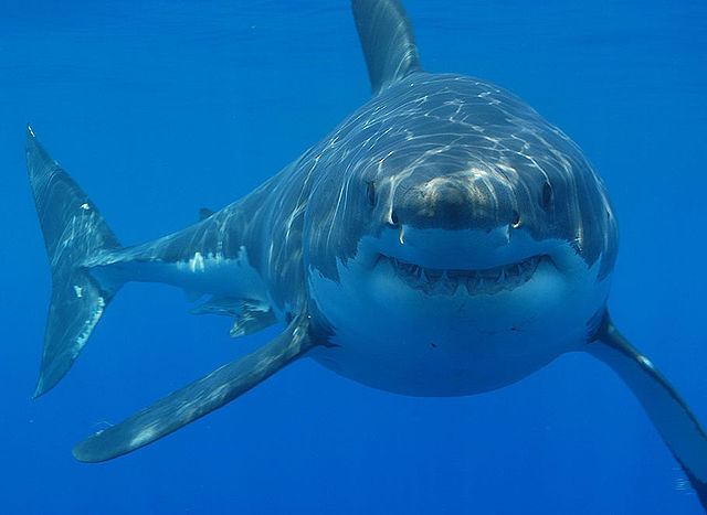 2-recovering-after-labor-day-shark-bites-at-same-florida-beach