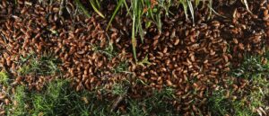 experts-warn-about-upcoming-‘cicada-geddon’