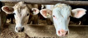 texas-health-officials,-cdc-confirm-bird-flu-in-dairy-worker