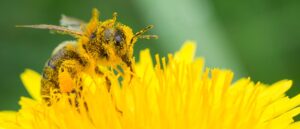 allergies-could-be-absolutely-horrendous-in-2024-for-one-reason,-experts-warn