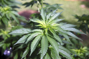 hawaii-declines-to-vote-on-legalizing-cannabis-–-washington-examiner
