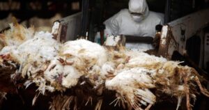 new-bird-flu-scare:-psy-op-or-the-real-deal?-|-the-gateway-pundit-|-by-promoted-post