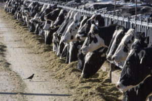 ohio-reports-first-avian-flu-outbreak-among-dairy-herd-–-washington-examiner