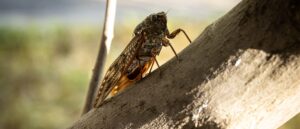 sex-obsessed-‘zombie-cicadas’-expected-to-emerge