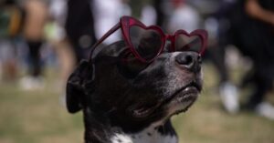how-will-the-solar-eclipse-affect-animals?-nasa-needs-your-help-to-find-out