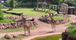 zoo-animals-in-dallas-react-to-solar-eclipse-(video)