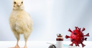 bird-flu-is-100-times-worse-than-covid?-fact-or-fiction?