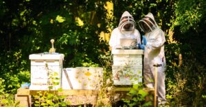 the-honeybees-versus-the-murder-hornets