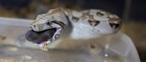 snake-bite-sends-west-virginia-political-candidate-doug-skaff-to-hospital