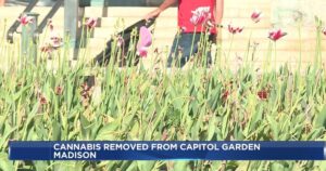 dozens-of-marijuana-plants-removed-from-wisconsin-capitol-tulip-garden