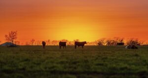 why-real-american-beef-is-under-attack-(and-3-reasons-why-beef-is-unique)