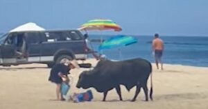not-smart:-woman-gored-by-massive-bull-on-mexico-beach-after-feeding-it-(video)