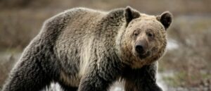 grand-teton-national-park-shuts-down-mountain-after-grizzly-bear-mauls-man