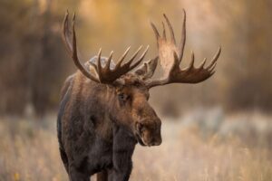 man-killed-by-moose-while-taking-pictures-of-newborn-calves-–-washington-examiner