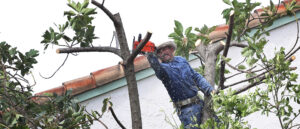 report:-man-goes-to-trim-some-trees,-dies