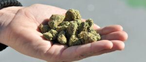 study-finds-teen-marijuana-use-tied-to-dramatic-increased-risk-of-psychosis