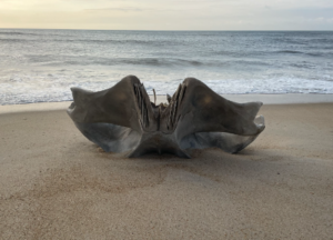 ‘fascinating’-40-ton-whale-skull-washes-up-on-north-carolina-beach-–-washington-examiner