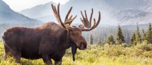 report:-moose-kills-alaska-man-in-alaska