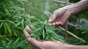 daily-drinking-drops-below-daily-marijuana-use-for-first-time-in-the-us-–-washington-examiner
