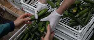 drug-dogs-find-6-tons-of-meth-hidden-in-shipment-of-green-squash,-cbp-says