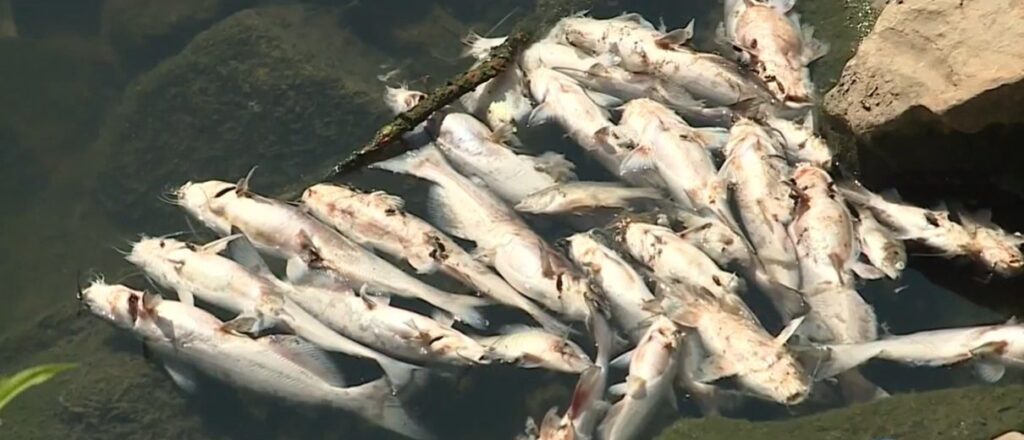 hundreds-of-fish-found-dead-in-creek-that-leads-to-arkansas-river